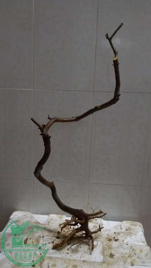 P61218-174630_.jpg
