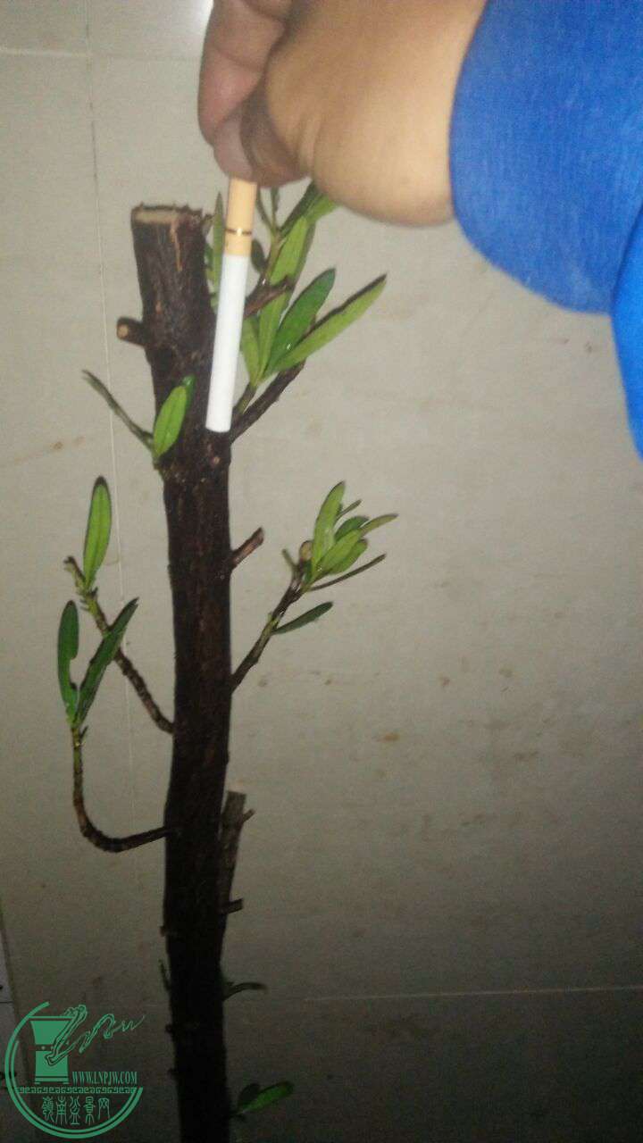 QQͼƬ20161218201928.jpg
