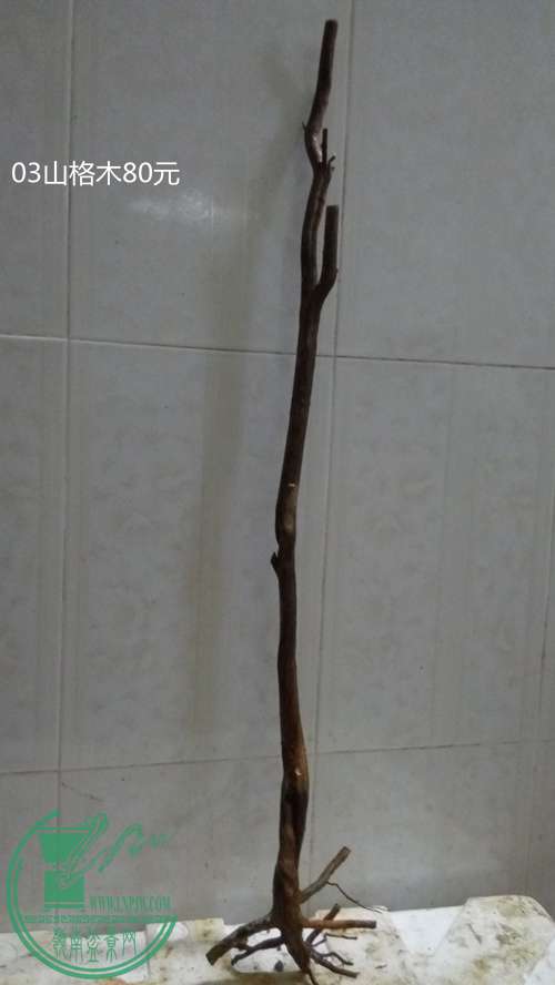 P61218-173747_.jpg