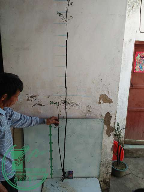 IMG20161218111726.jpg