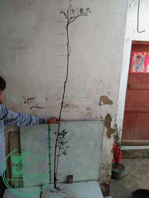 IMG20161218111751.jpg