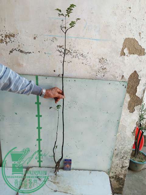 IMG20161218112047.jpg