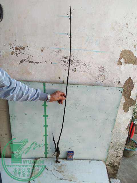 IMG20161218112115.jpg