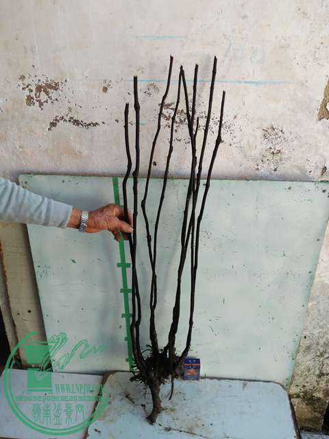 IMG20161219115349.jpg
