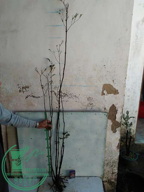 IMG20161219115500.jpg