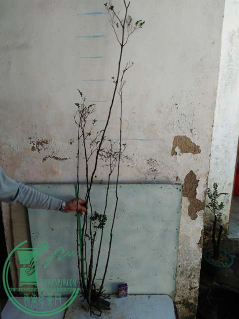 IMG20161219115526.jpg