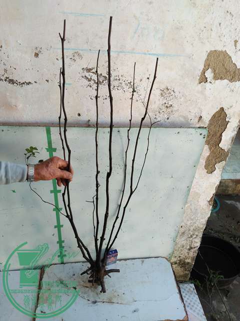 IMG20161219115643.jpg