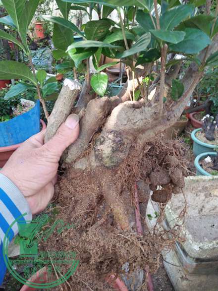 IMG20161219083808.jpg