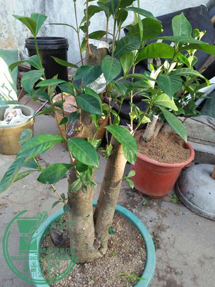 IMG20161219084504.jpg