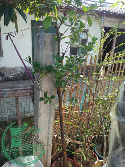 IMG20161219101201.jpg