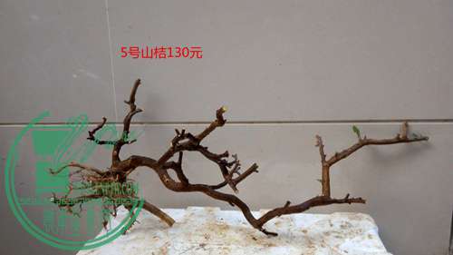 P61221-173646_.jpg