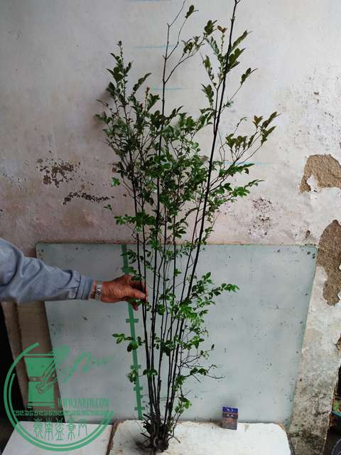 IMG20161221133104.jpg