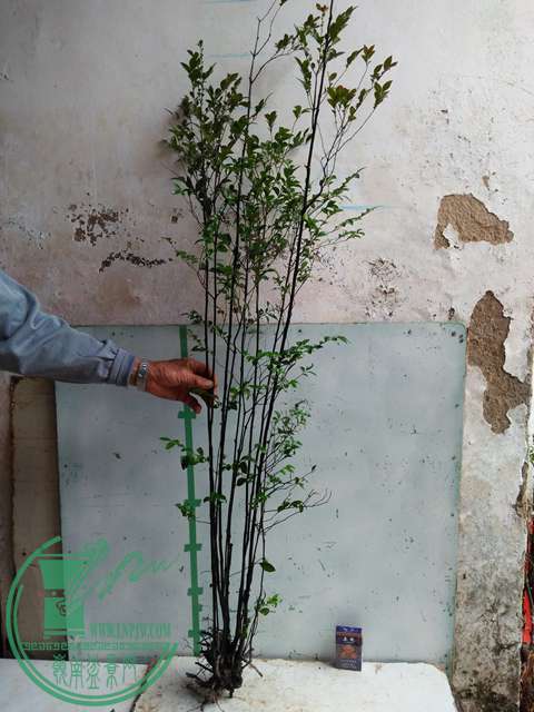 IMG20161221133110.jpg