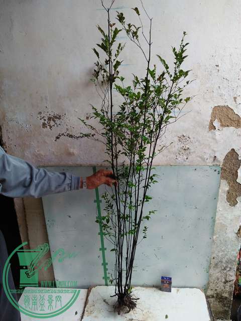 IMG20161221133117.jpg