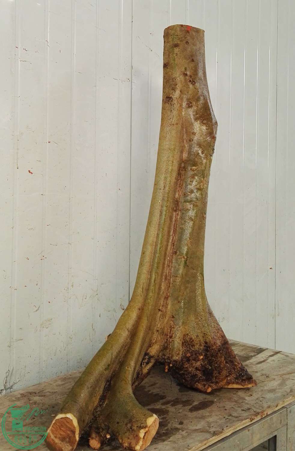 2ŶԽڽ1200