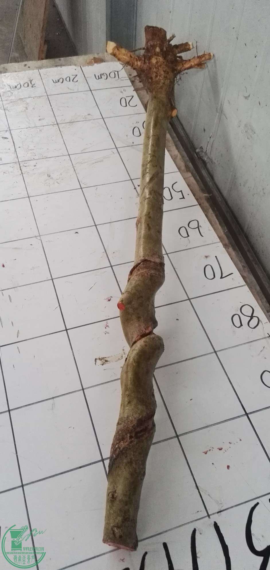 2ŶԽ260