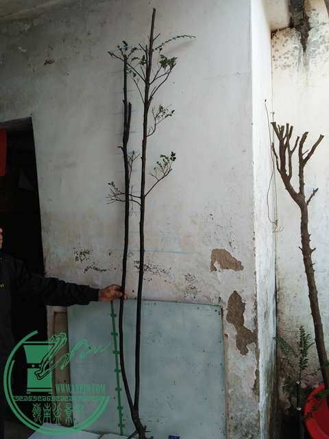 IMG20161223111047.jpg