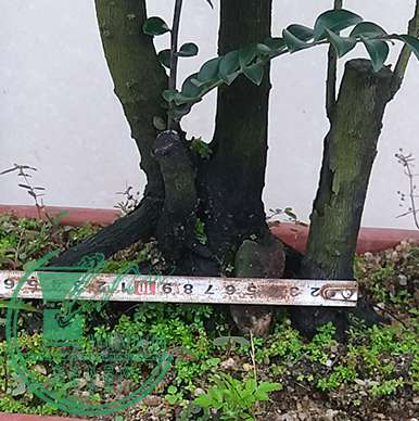 20161224_101937_mh1482574218140.jpg