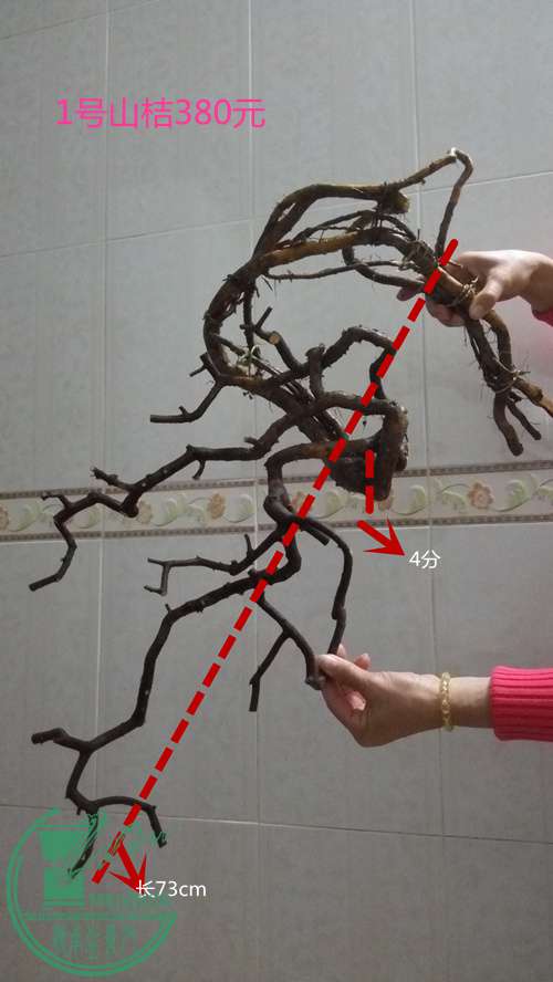 P61225-210500_.jpg