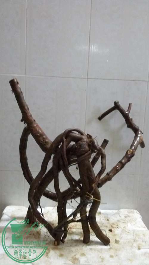 P61227-174845_.jpg