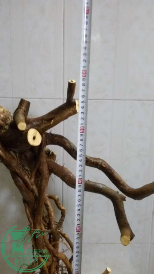 P61227-172910_.jpg