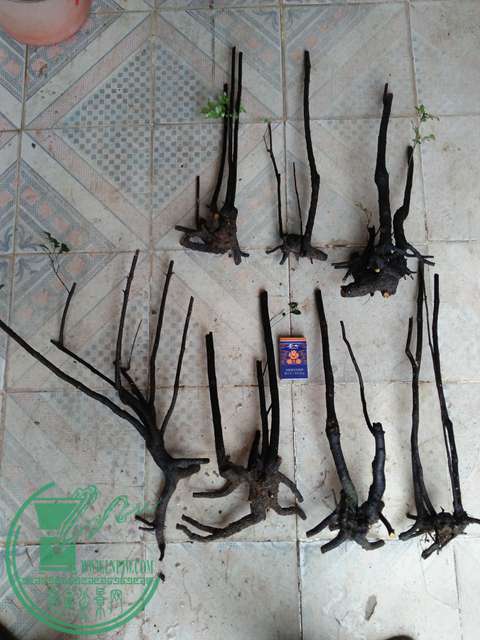 IMG20161226094552.jpg