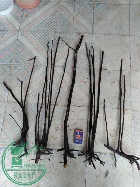 IMG20161226094749.jpg