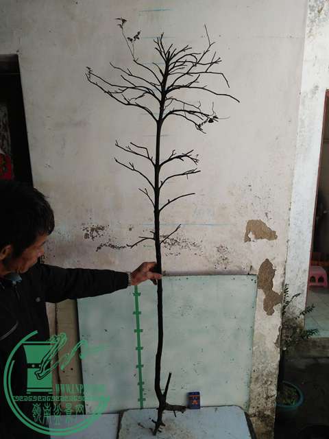 IMG20161227132409.jpg
