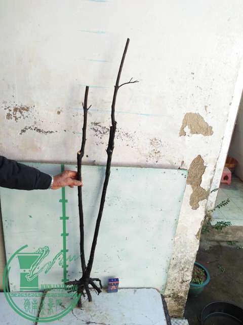 IMG20161227132510.jpg