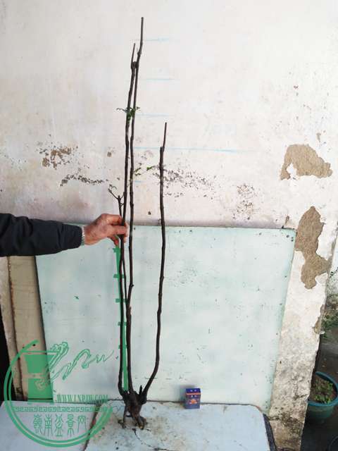 IMG20161227132609.jpg