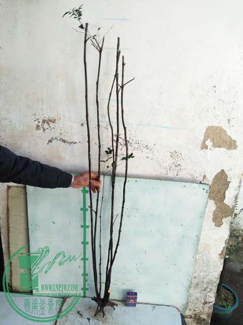 IMG20161227132645.jpg