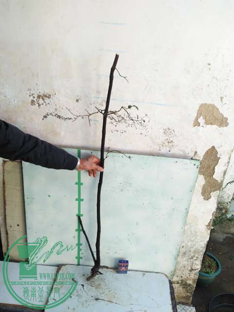 IMG20161227132657.jpg