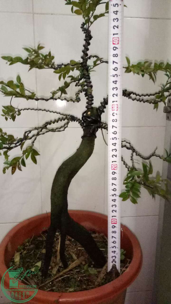 66070678459455059.jpg