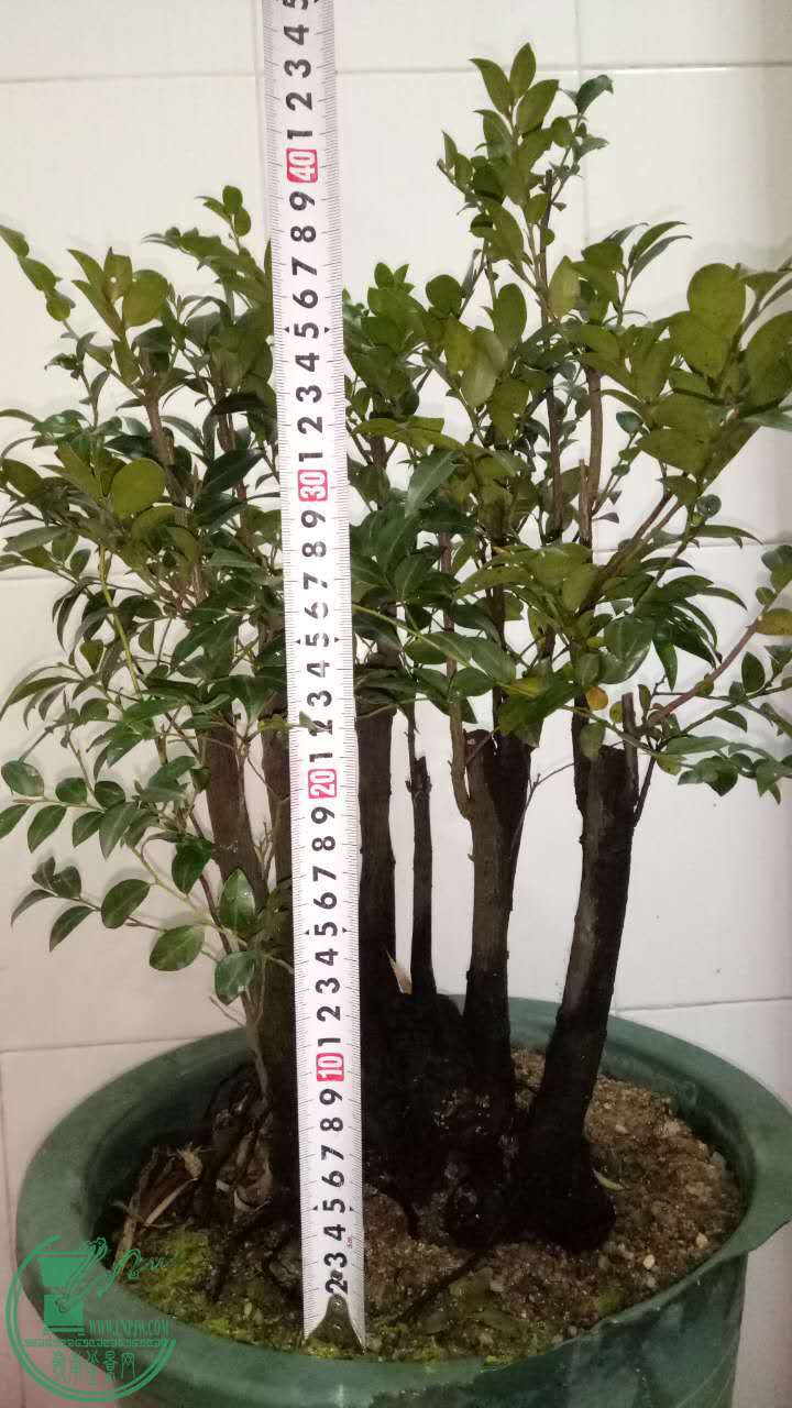 79531519146465686.jpg