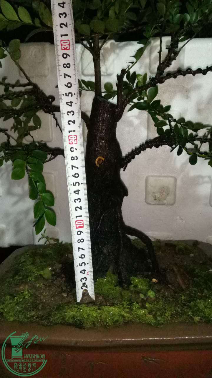 337374724088657788.jpg