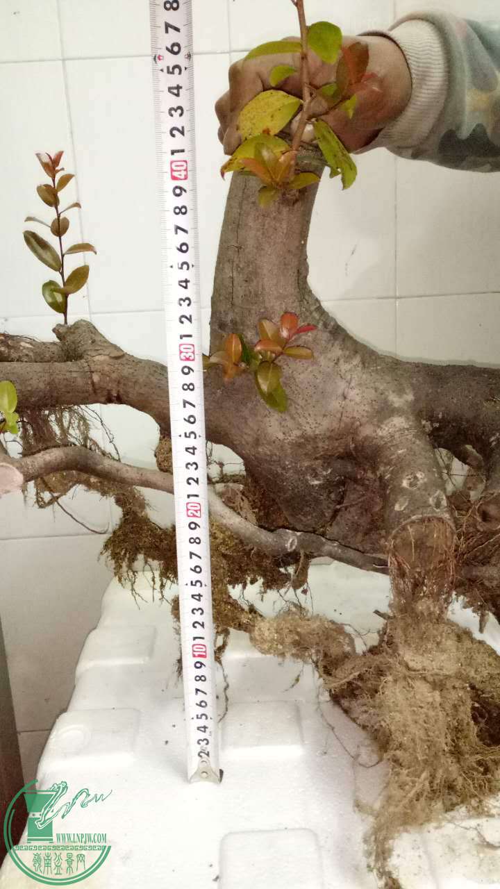 571987008235510369.jpg