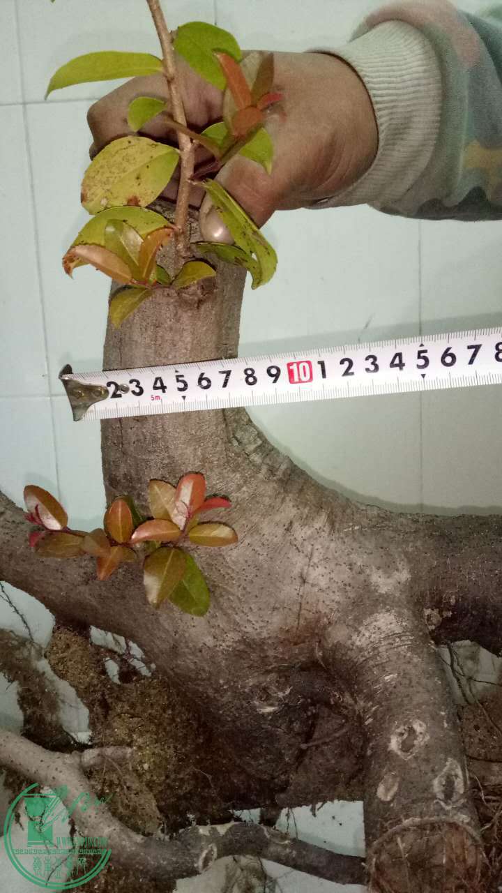 472166695753056613.jpg