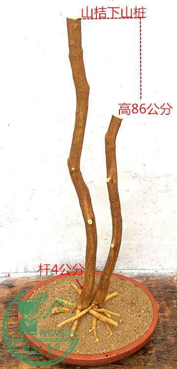 9_1.jpg