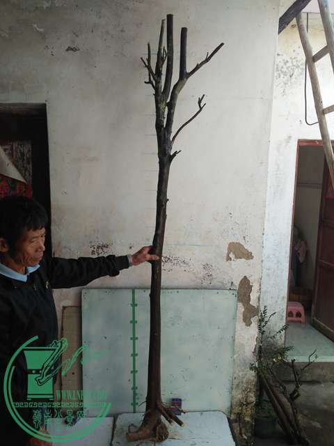IMG20161228130529.jpg