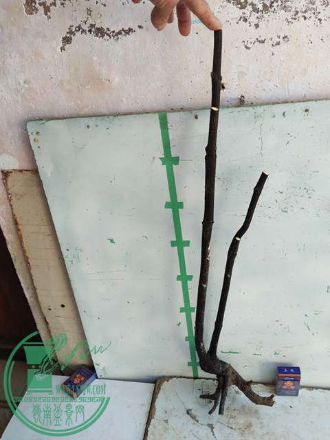 IMG20161228122311.jpg