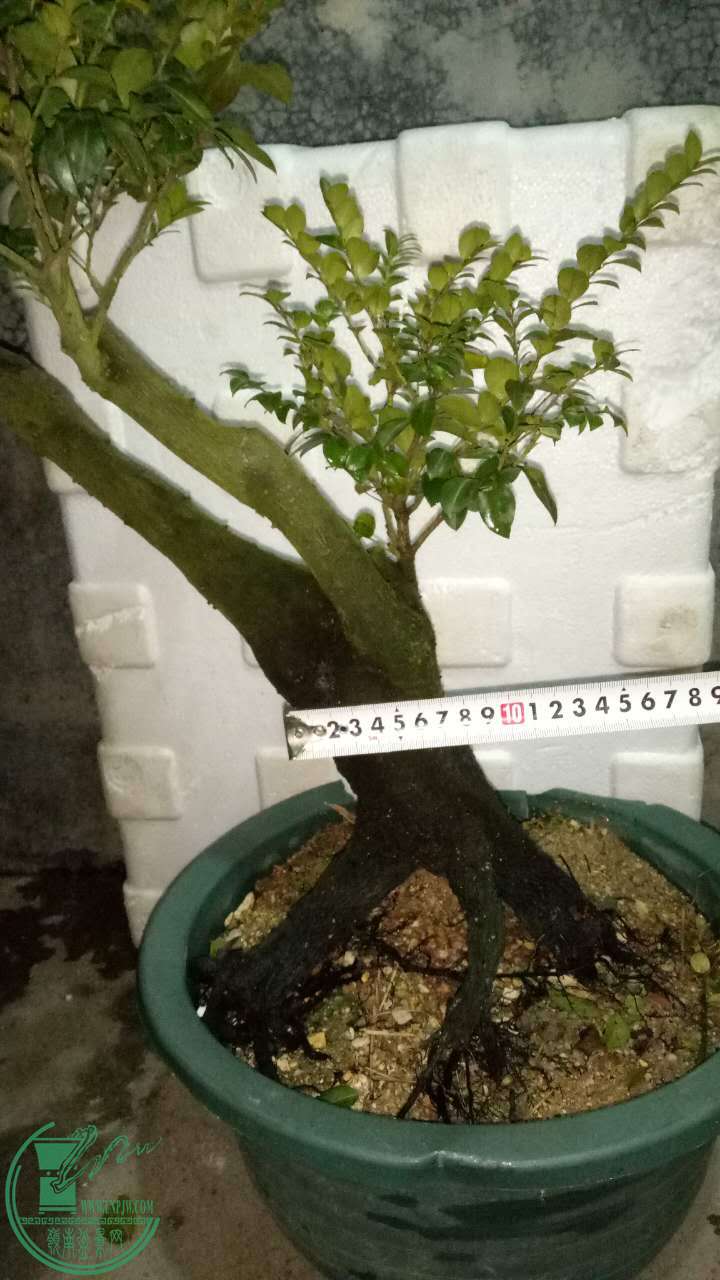540655642394843073.jpg