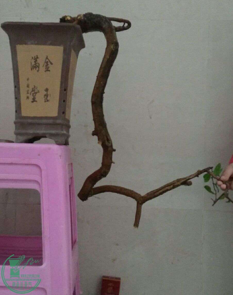 QQͼƬ20161229191534.jpg