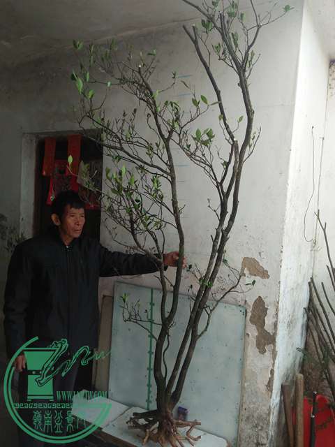 IMG20161229122438.jpg
