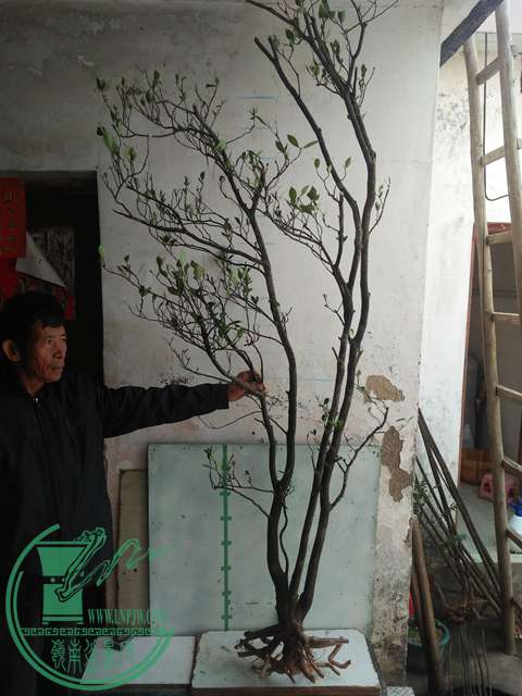 IMG20161229122500.jpg