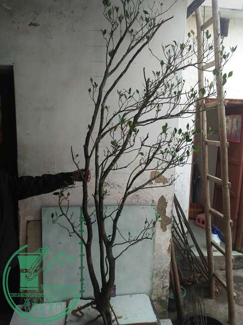 IMG20161229122529.jpg