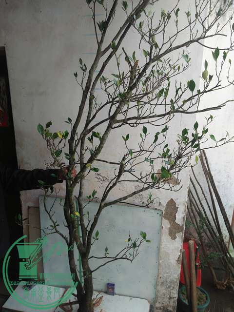 IMG20161229122538.jpg