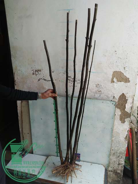 IMG20161229123352.jpg
