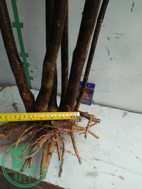 IMG20161229123358.jpg