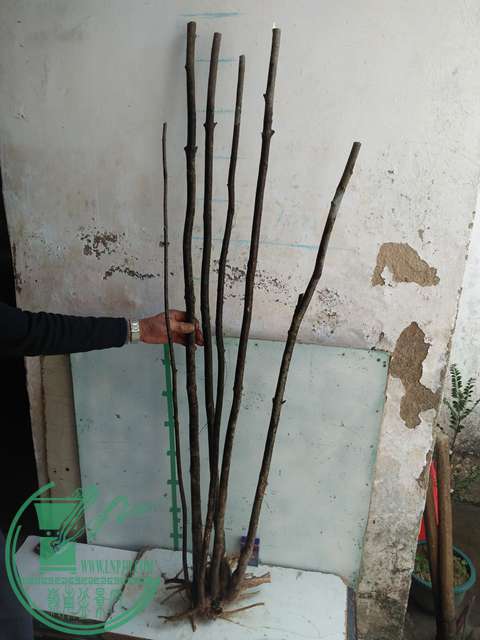 IMG20161229123407.jpg