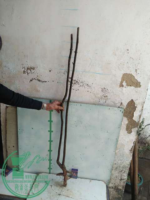IMG20161229123436.jpg